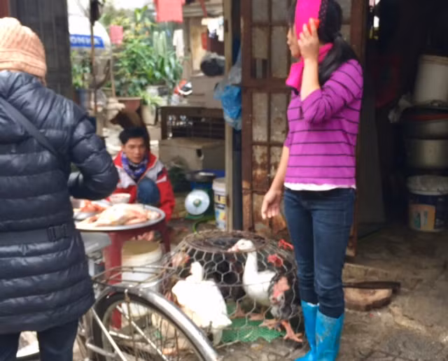 Vô tư giết mổ gia cầm tại chợ trong mùa dịch cúm ảnh 3