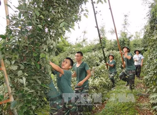 Lốc xoáy làm gãy đổ 70.000 trụ tiêu, thiệt hại 10 tỷ đồng ảnh 2