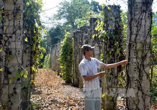 Nông dân điêu đứng vì cây tiêu chết hàng loạt ảnh 1