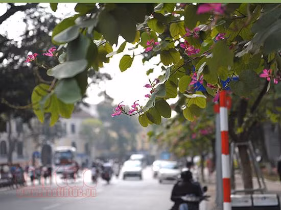Hoa ban khoe sắc trên những góc phố Hà Nội ảnh 6