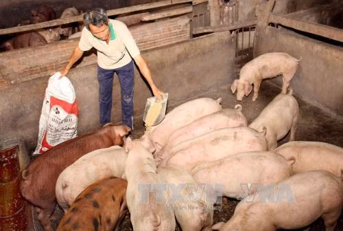 Chăn nuôi công nghệ mới - không kháng sinh, không chất cấm ảnh 1