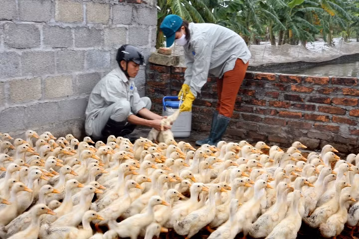 Thêm một tỉnh xuất hiện cúm gia cầm ảnh 1