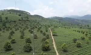 Việt Nam vẫn nhập khẩu mắc ca dù diện tích trồng vượt 46.000 ha