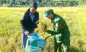 Quảng Trị: Bộ đội Biên phòng giúp đồng bào vùng biên thu hoạch lúa Hè Thu