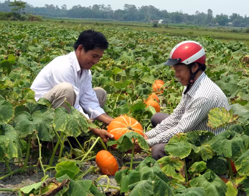 Xây dựng hợp tác xã gắn với chuỗi giá trị ảnh 1