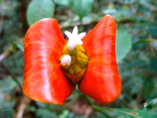 Loài hoa gây nhầm lẫn ảnh 4