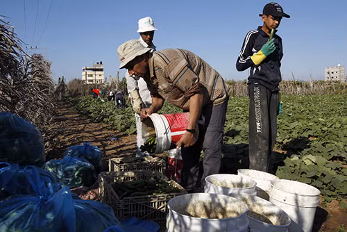 Gaza, không chỉ có máu ảnh 4