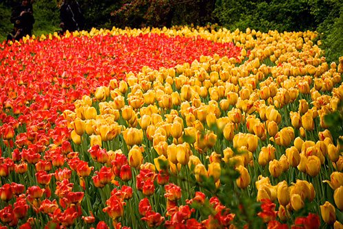 Rực rỡ Lễ hội hoa tulip lớn nhất thế giới ảnh 2