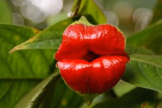 Loài hoa gây nhầm lẫn ảnh 3