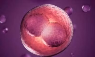 Kỹ thuật IVF mới giúp tăng gấp ba lần cơ hội sinh con ảnh 1
