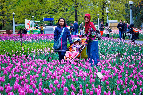 Rực rỡ Lễ hội hoa tulip lớn nhất thế giới ảnh 4