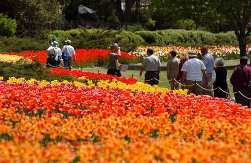 Rực rỡ Lễ hội hoa tulip lớn nhất thế giới ảnh 1
