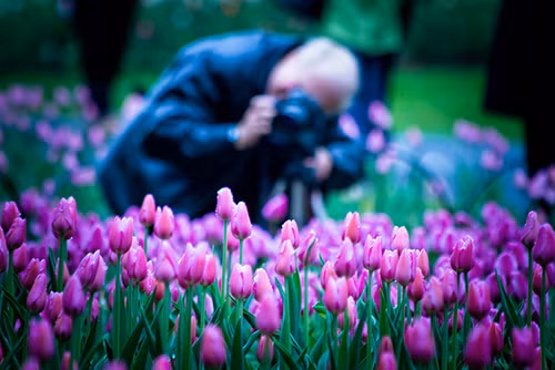 Rực rỡ Lễ hội hoa tulip lớn nhất thế giới ảnh 9