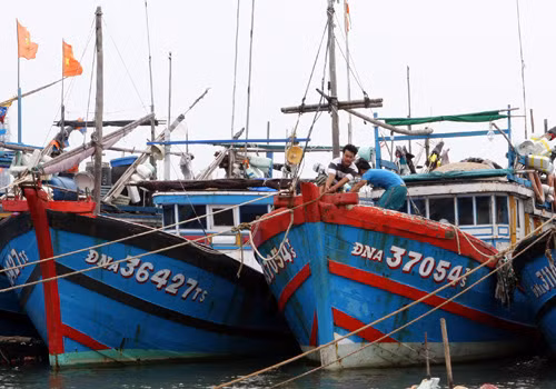 Ngư dân Đà Nẵng vững vàng ra khơi ảnh 1