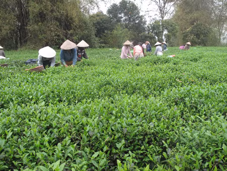 Chắp cánh cho thương hiệu chè Thái Nguyên ảnh 1