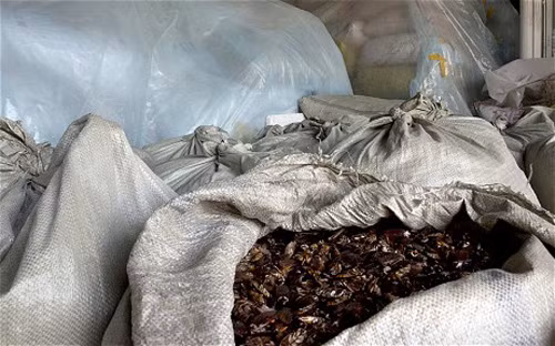 Nuôi gián để ăn và làm thuốc ảnh 1