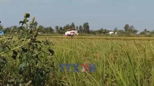 Chuyển đổi số nâng tầm nông sản vùng đất Mũi
