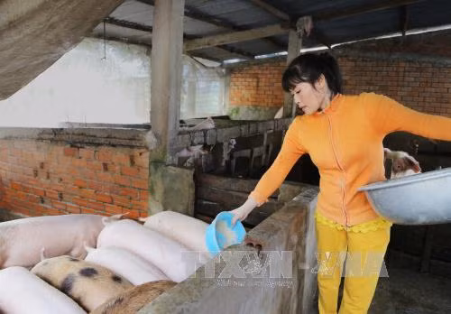 Tiền Giang mở quầy bán lẻ thịt lợn để kích cầu ảnh 1