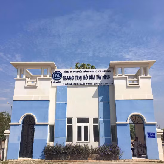 Vinamilk nhập hơn 2.000 con bò sữa cao sản từ Mỹ ảnh 1