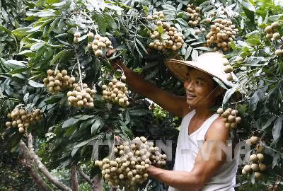 Hưng Yên xây dựng vùng sản xuất nhãn lồng có thương hiệu ảnh 1