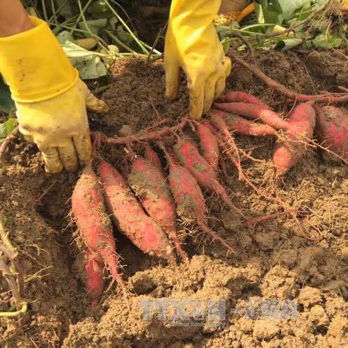 Mô hình trồng khoai lang Nhật Bản cho năng suất cao ảnh 1