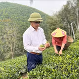 Người hồi sinh cây chè Bình Sơn trên đất bạc màu