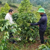 Đảng viên vùng khó tiên phong trong phát triển kinh tế