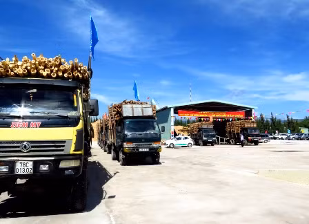 "Giấy thông hành" cho gỗ Việt Nam vào EU ảnh 1