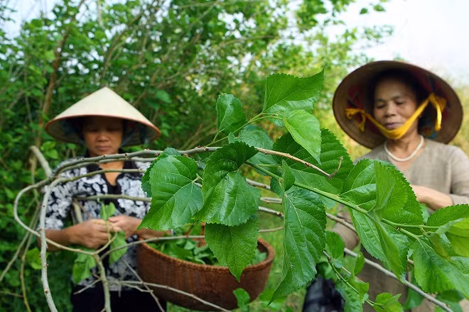 Nghệ nhân Phan Thị Thuận: Gìn giữ và phát triển nghề nuôi tằm truyền thống ảnh 8