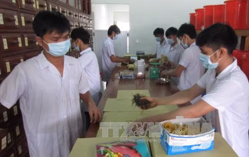 Phát triển nguồn thuốc nam và chữa bệnh bằng y học cổ truyền ảnh 1