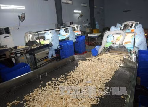 Xuất khẩu điều có thể đạt mức kỷ lục 2,7 tỷ USD ảnh 1