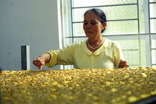Nghệ nhân Phan Thị Thuận: Gìn giữ và phát triển nghề nuôi tằm truyền thống ảnh 4
