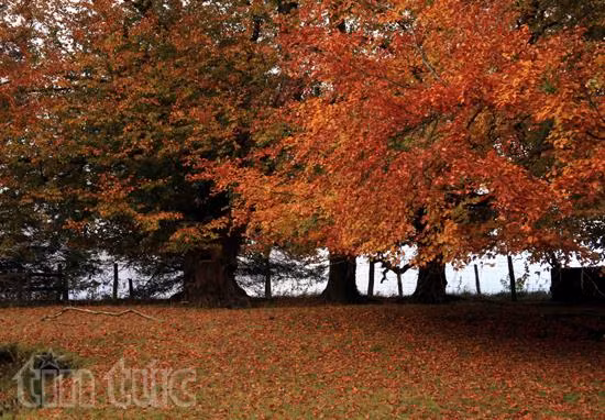 Mùa thu rực rỡ sắc màu ở Lake District ảnh 11