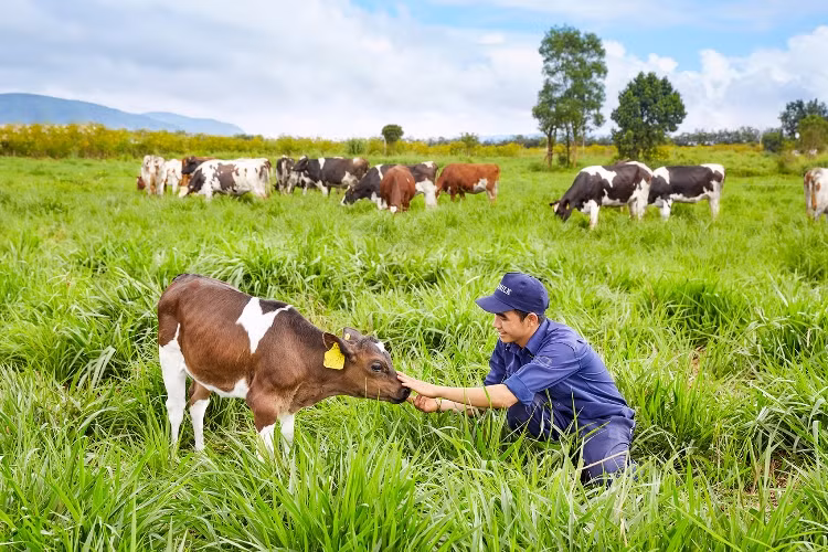 Vinamilk đạt chứng nhận trang trại bò sữa Organic đầu tiên ảnh 1