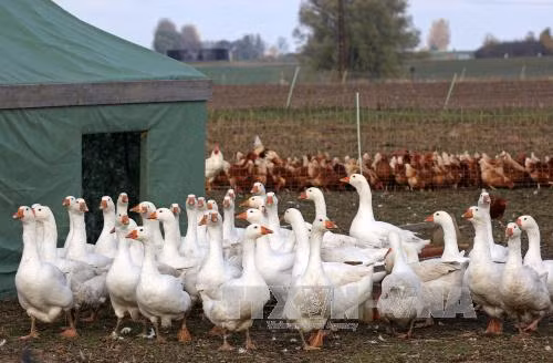Virus cúm gia cầm H5N8 bùng phát ở châu Âu ảnh 1