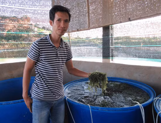 Ninh Thuận trồng rong nho mang lại hiệu quả kinh tế cao ảnh 1