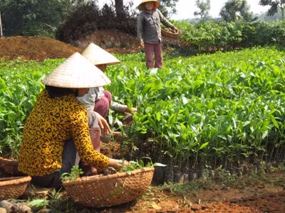 Thoát nghèo nhờ trồng cây giống ảnh 2