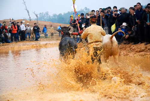 Xem đua bò Bảy Núi ở thủ đô ảnh 4