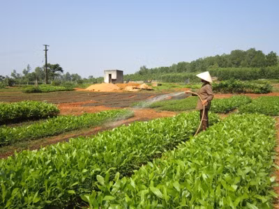 Thoát nghèo nhờ trồng cây giống ảnh 1