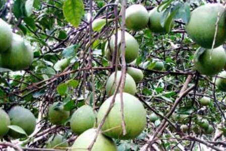 Ứng dụng công nghệ hạt nhân trong nông nghiệp ảnh 1