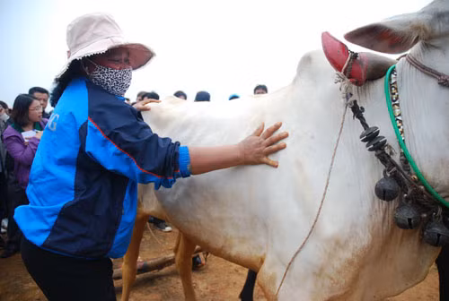 Xem đua bò Bảy Núi ở thủ đô ảnh 6