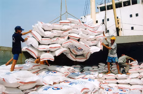 Việt Nam trúng thầu xuất khẩu 500.000 tấn gạo sang Philippines ảnh 1