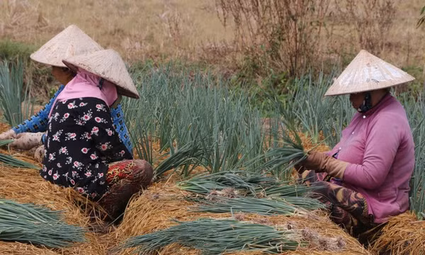Trợ lực phù hợp để giúp đồng bào Khmer xóa đói nghèo bền vững