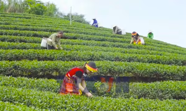 Vốn chính sách - Đòn bẩy tạo sinh kế bền vững