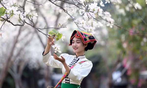 Hoa ban nở trắng níu chân du khách đến Sơn La