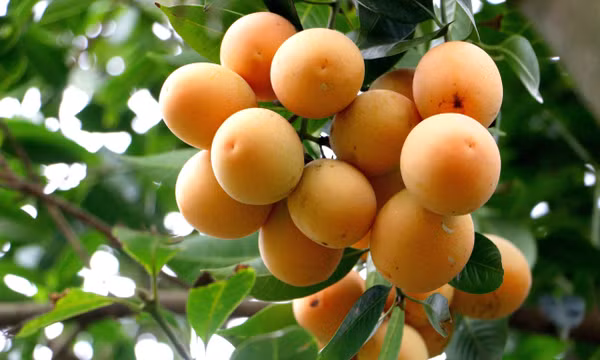 Khoa học kỹ thuật nâng giá trị cây thanh trà Vĩnh Long