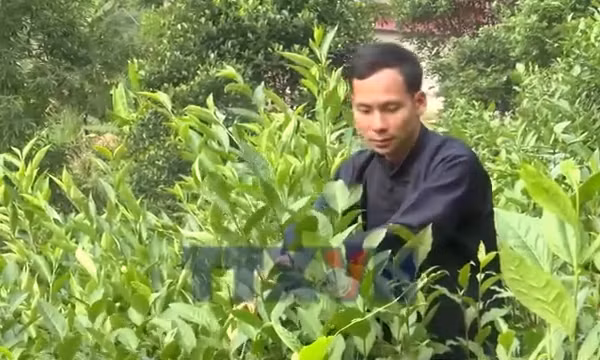 Chàng thanh niên dân tộc Tày với thương hiệu Chè Chốt 468