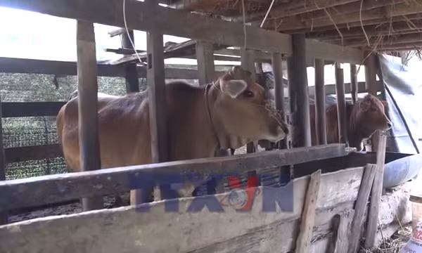 Người dân vùng cao chủ động phòng, chống đói rét cho đàn vật nuôi