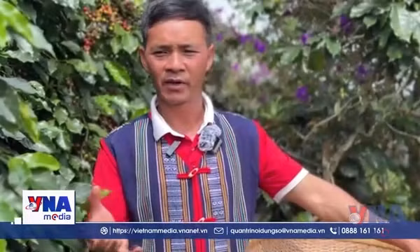 Đồng bào K’Ho xây dựng cà phê OCOP trên cao nguyên Langbiang