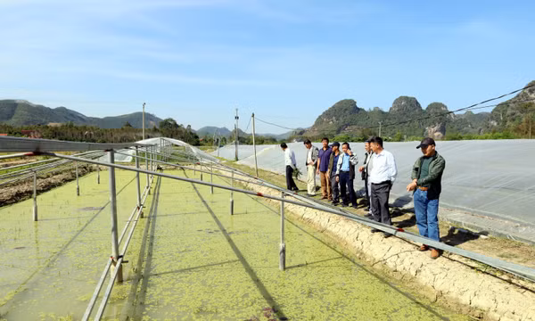 Kịp thời hướng dẫn người dân vùng lũ khôi phục sản xuất nông nghiệp